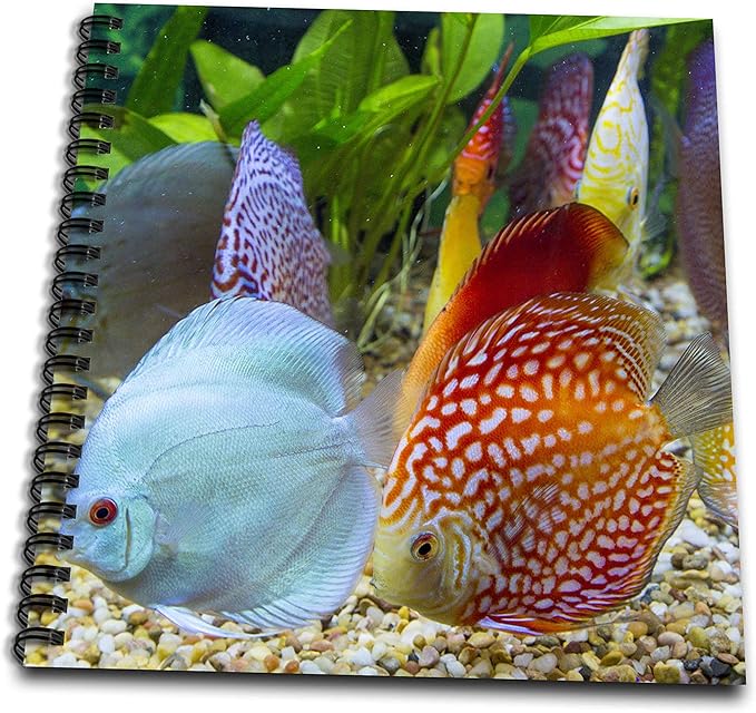 Memory Book 12 x 12 inch - Freshwater tropical discus Fish